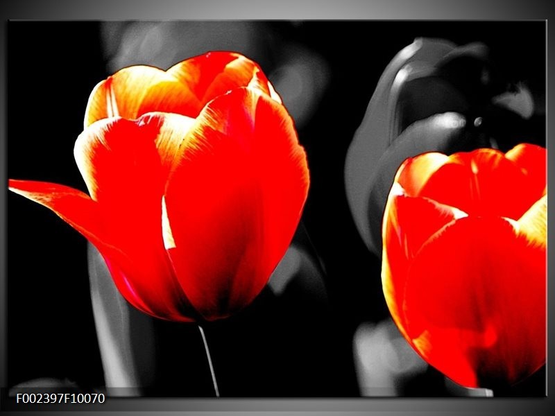 Foto canvas schilderij Tulp | Rood, Grijs, Zwart