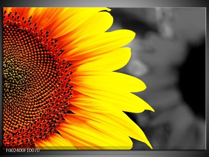 Glas schilderij Zonnebloem | Geel, Bruin, Grijs