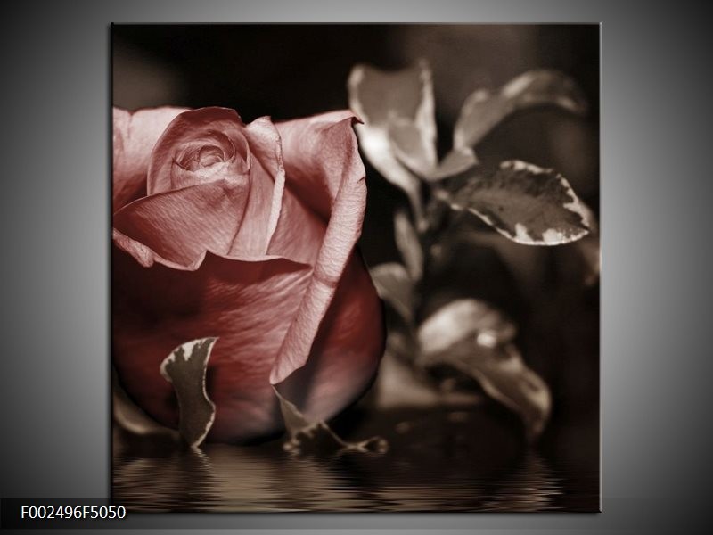 Canvas schilderij Roos | Bruin, Wit, Grijs | 50x50cm 1Luik