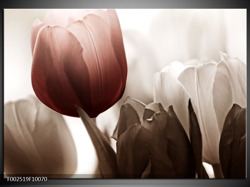 Glas schilderij Tulpen | Bruin, Wit, Grijs