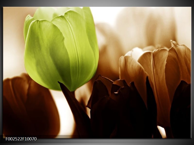 Foto canvas schilderij Tulpen | Groen, Wit, Grijs