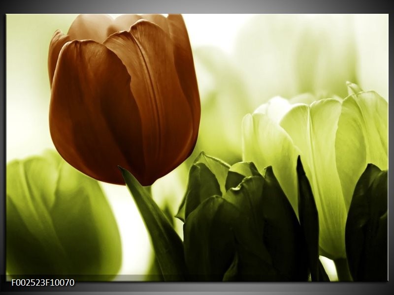 Foto canvas schilderij Tulpen | Bruin, Wit, Grijs