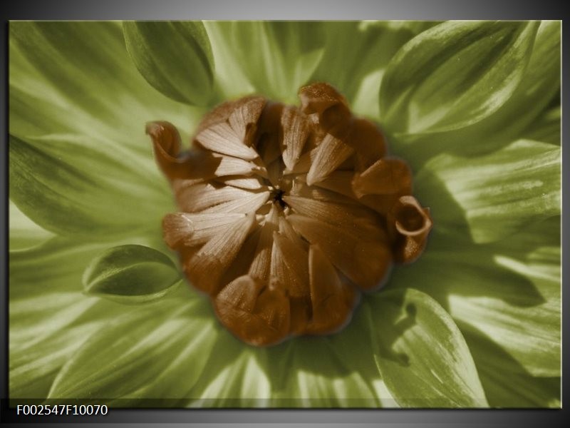 Glas schilderij Bloem | Groen, Bruin, Wit