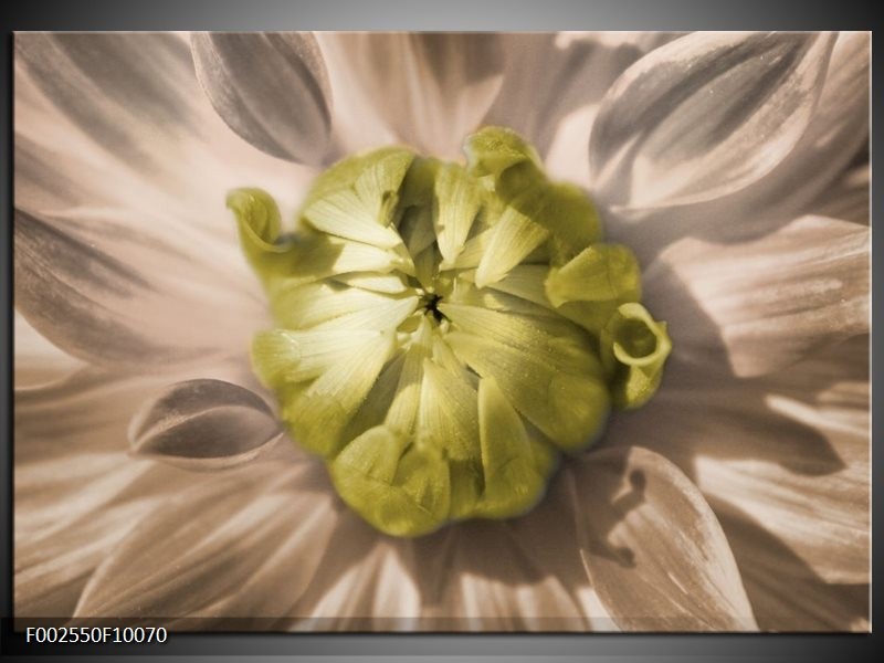 Foto canvas schilderij Bloem | Groen, Wit, Grijs