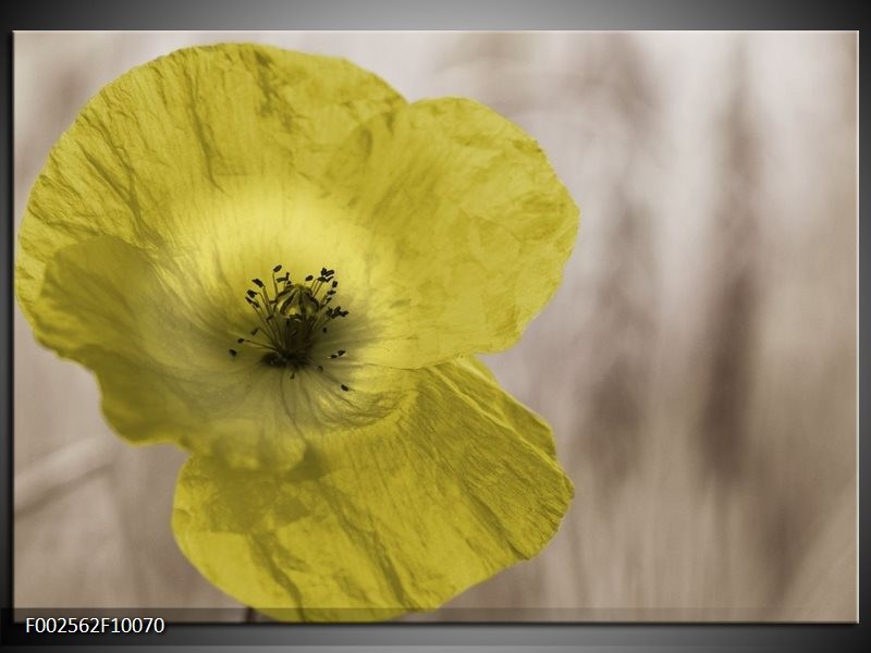 Foto canvas schilderij Klaproos | Groen, Wit, Zwart