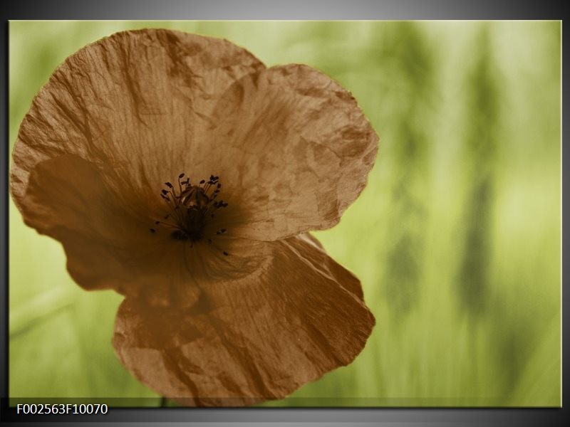 Foto canvas schilderij Klaproos | Bruin, Groen, Zwart