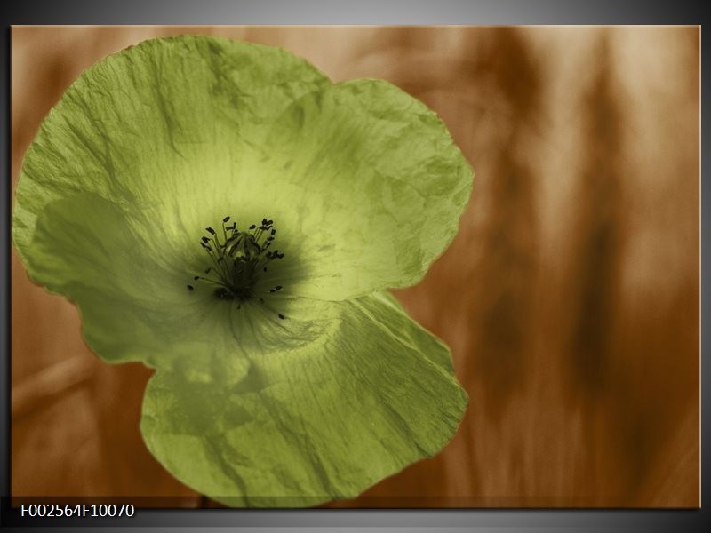 Glas schilderij Klaproos | Bruin, Groen, Zwart