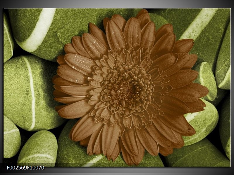 Foto canvas schilderij Bloem | Groen, Bruin, Wit