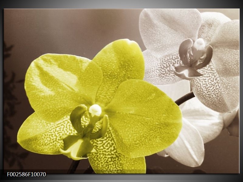 Glas schilderij Orchidee | Wit, Groen, Grijs