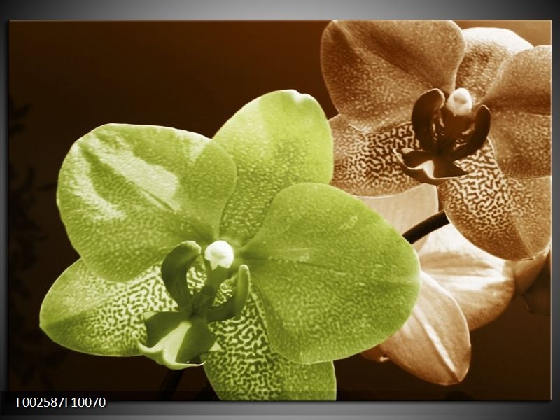 Glas schilderij Orchidee | Groen, Bruin, Wit