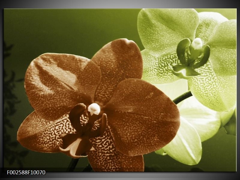 Glas schilderij Orchidee | Groen, Bruin, Wit