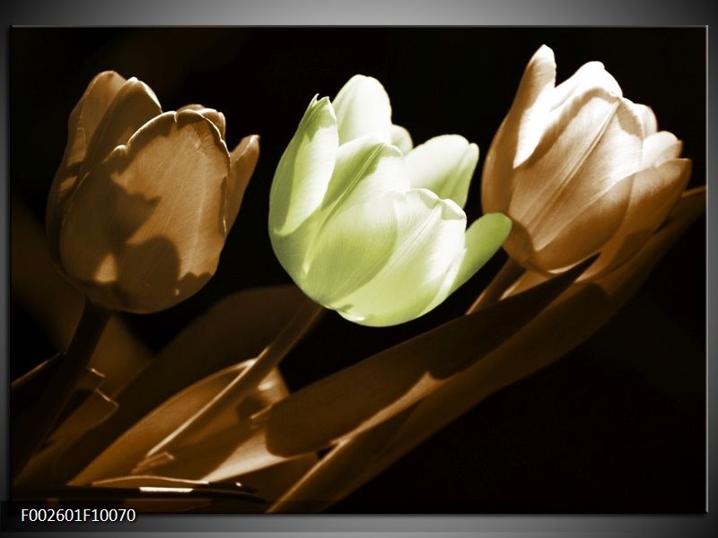 Glas schilderij Tulp | Bruin, Groen, Zwart