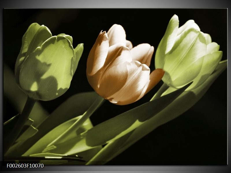 Glas schilderij Tulp | Bruin, Groen, Zwart
