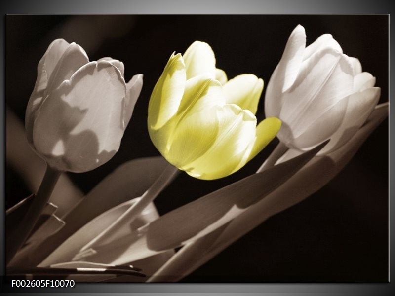 Foto canvas schilderij Tulp | Groen, Grijs, Zwart