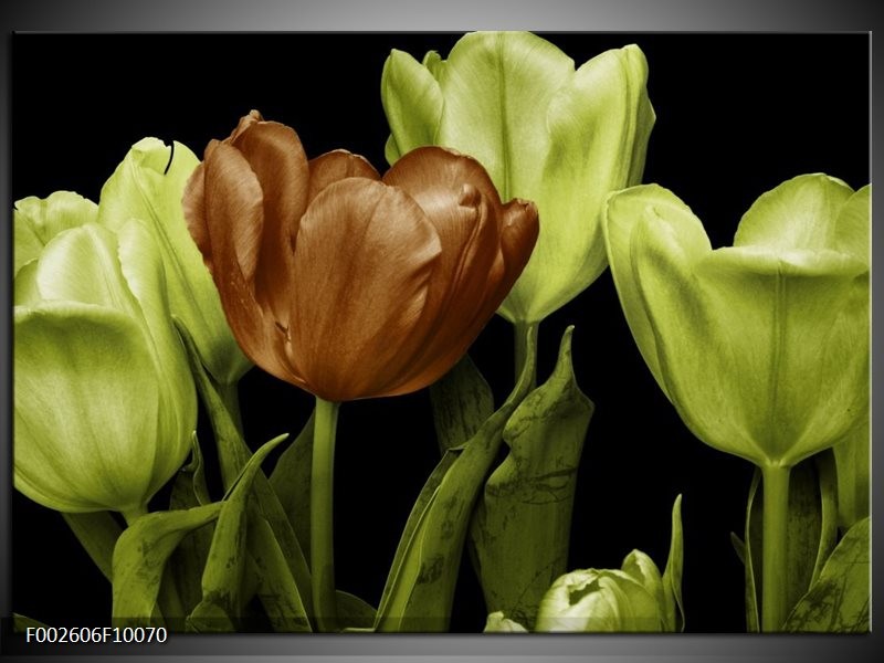 Glas schilderij Tulp | Groen, Bruin, Zwart