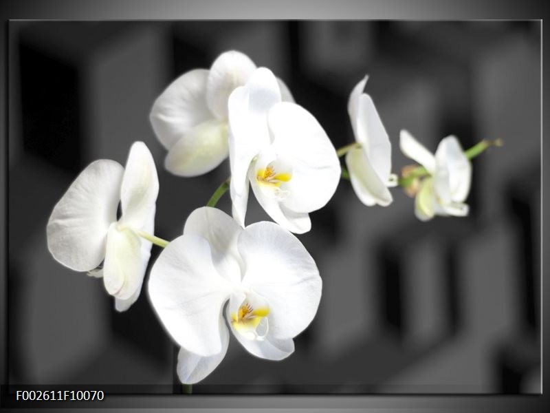 Glas schilderij Orchidee | Zwart, Wit, Grijs