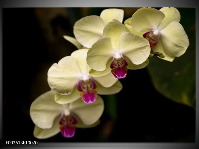 Glas schilderij Orchidee | Geel, Paars, Zwart
