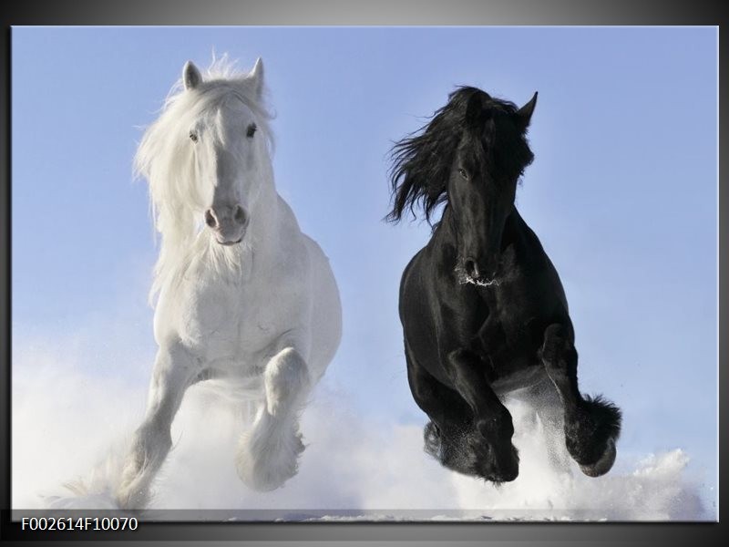 Foto canvas schilderij Paarden | Wit, Zwart, Blauw
