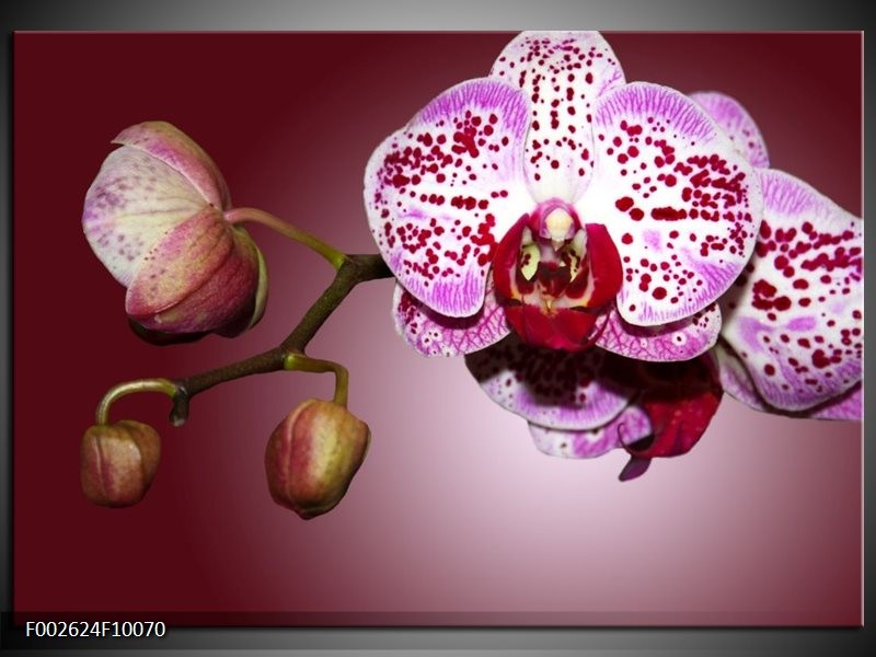 Foto canvas schilderij Orchidee | Paars, Wit