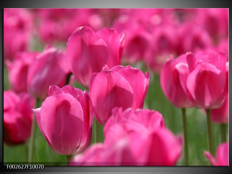 Glas schilderij Tulp | Roze, Groen