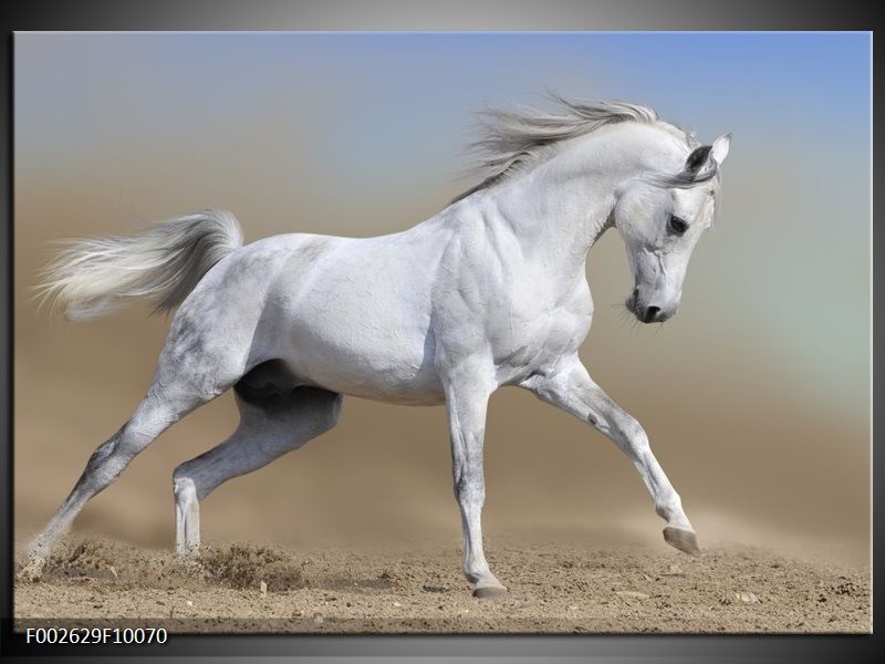 Glas schilderij Paard | Wit, Grijs