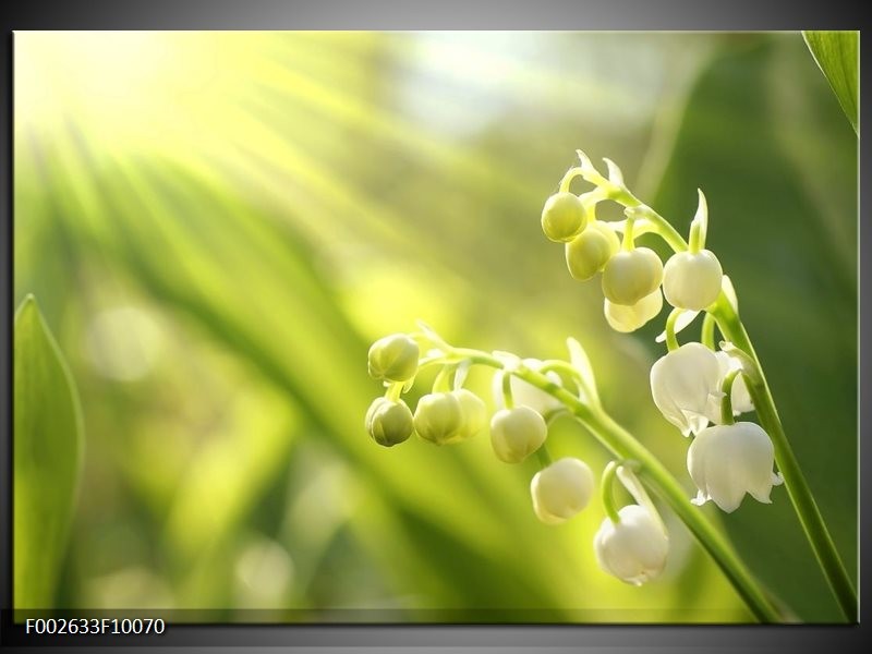 Foto canvas schilderij Bloem | Groen, Wit