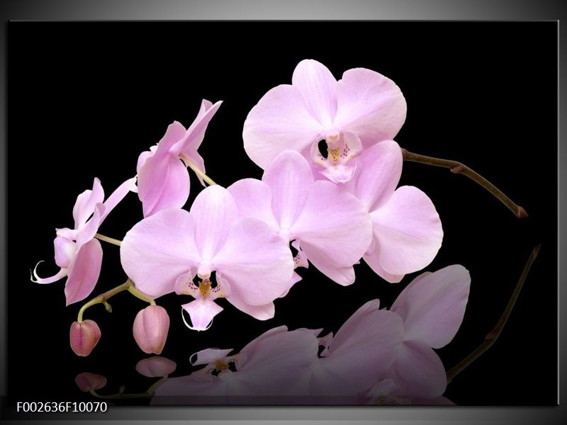 Foto canvas schilderij Orchidee | Roze, Wit, Zwart
