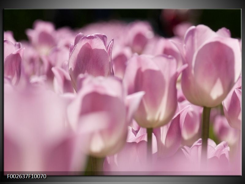 Foto canvas schilderij Tulpen | Roze, Wit