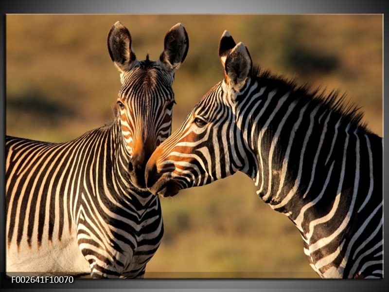 Glas schilderij Zebra | Zwart, Wit, Bruin