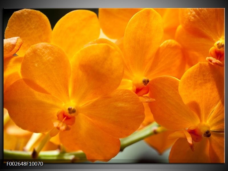 Glas schilderij Orchidee | Oranje, Geel