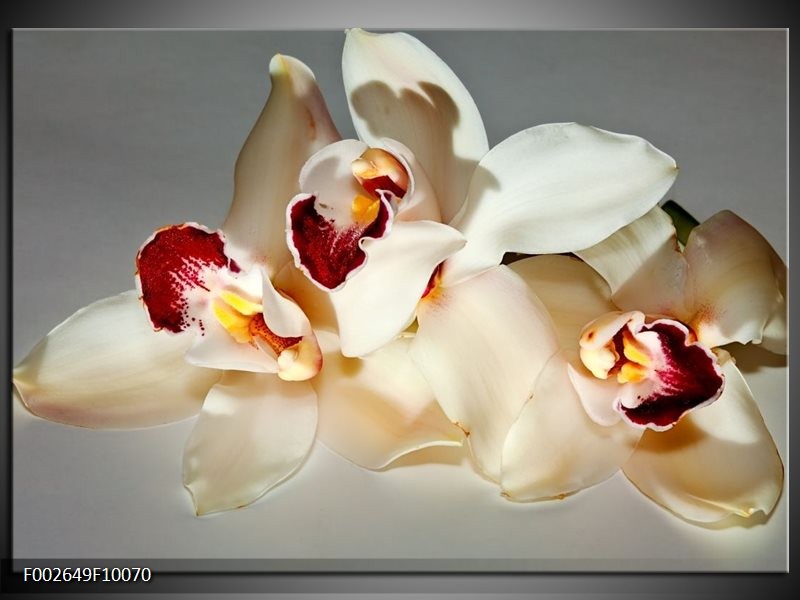 Foto canvas schilderij Orchidee | Wit, Grijs, Rood