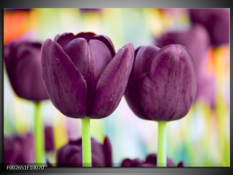 Foto canvas schilderij Tulp | Paars, Groen