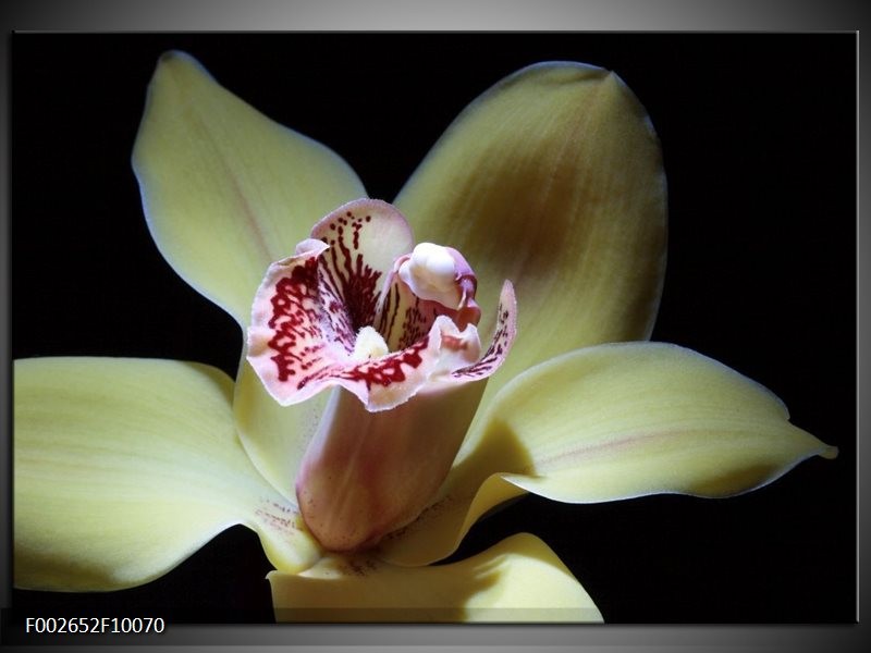 Foto canvas schilderij Bloem | Geel, Zwart, Groen