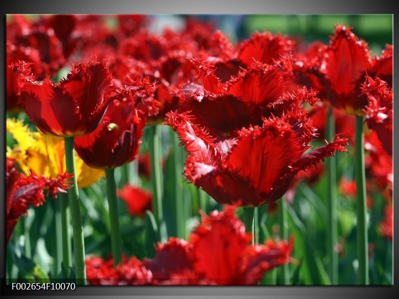 Glas schilderij Tulp | Rood, Groen, Geel