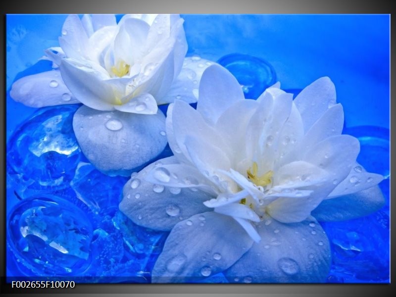 Foto canvas schilderij Bloem | Wit, Blauw