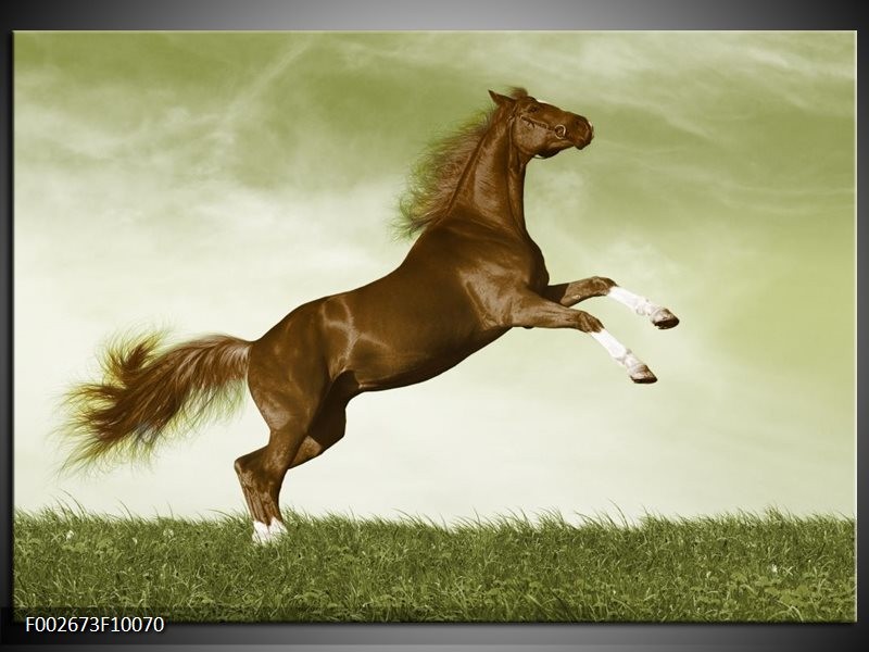 Glas schilderij Paard | Bruin, Groen, Zwart