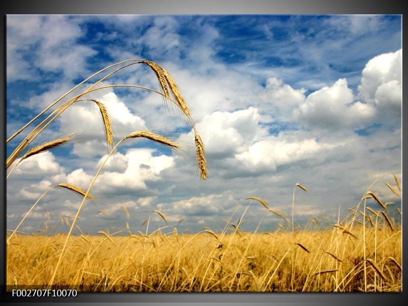 Glas schilderij Natuur | Wit, Geel, Blauw