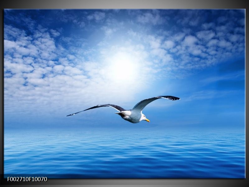 Foto canvas schilderij Vogel | Wit, Blauw