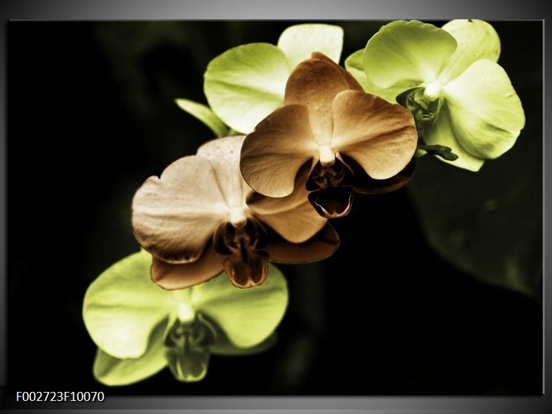 Glas schilderij Orchidee | Groen, Bruin, Zwart