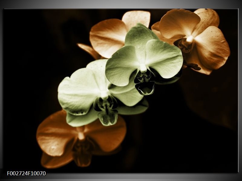 Glas schilderij Orchidee | Groen, Bruin, Zwart