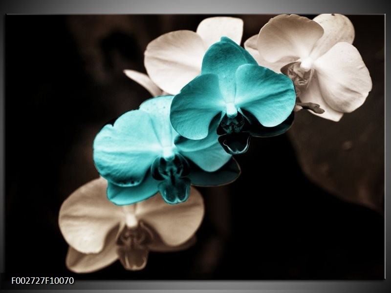 Glas schilderij Orchidee | Blauw, Zwart, Grijs
