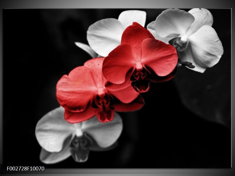 Glas schilderij Orchidee | Rood, Zwart, Grijs