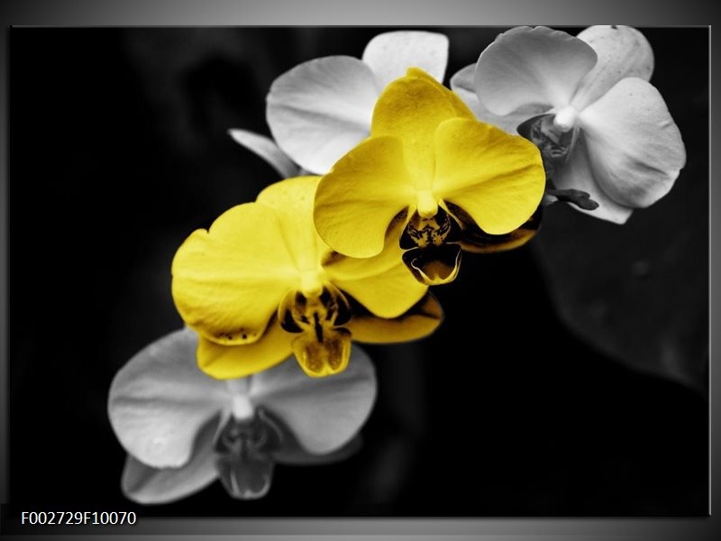Glas schilderij Orchidee | Geel, Zwart, Grijs
