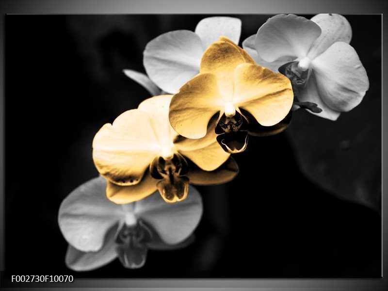 Foto canvas schilderij Orchidee | Oranje, Zwart, Grijs