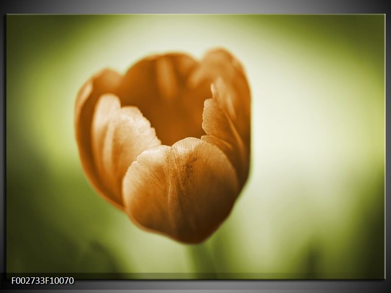 Foto canvas schilderij Tulp | Groen, Bruin, Wit