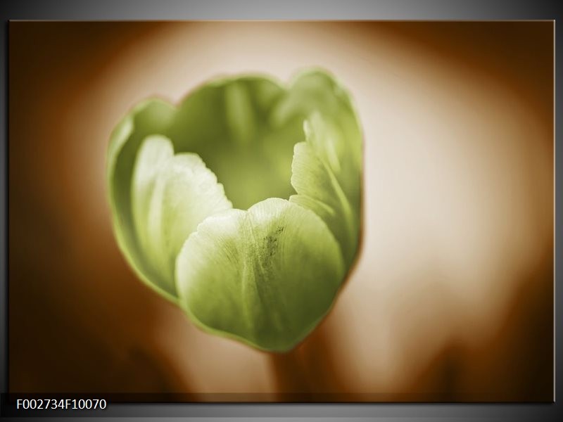 Glas schilderij Tulp | Groen, Bruin, Wit