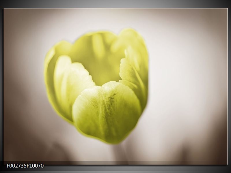 Glas schilderij Tulp | Groen, Bruin, Wit