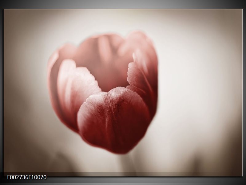 Foto canvas schilderij Tulp | Grijs, Bruin, Wit