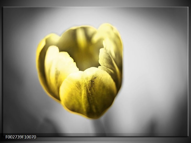 Foto canvas schilderij Tulp | Geel, Wit, Grijs