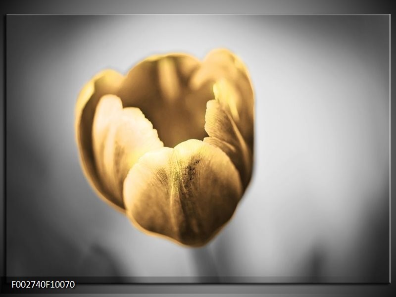 Foto canvas schilderij Tulp | Goud, Wit, Grijs